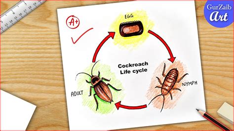 Cockroach Life Cycle Diagram Drawing CBSE | Easy Science project - Step ...