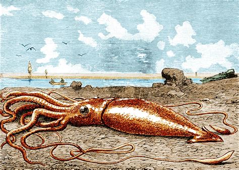 The giant squid: a short history - Australian Geographic