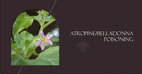 Atropine/Belladonna/Datura Poisoning: Causes, Symptoms, and Treatment ...