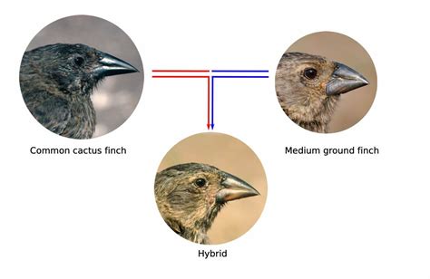 Gene flow between species influences evolution in Darwin's finches ...