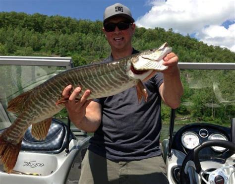 Muskie Vs. Tiger Muskie: How to Tell Them Apart – Northern Pike Fishing ...