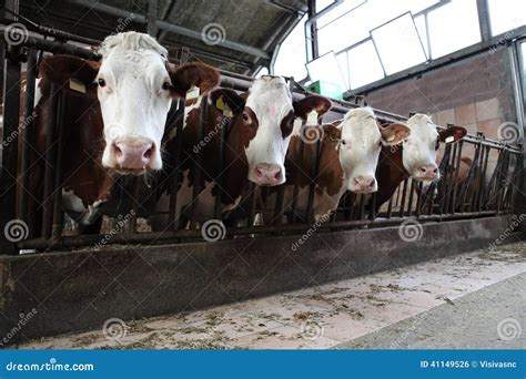 Cows farm stock photo. Image of feed, grass, domestic - 41149526