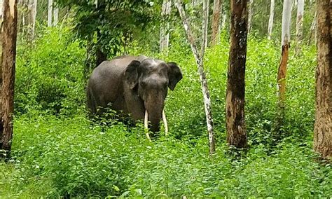 Wayanad Wildlife Sanctuary - Kalpetta - 2024 - Tripadvisor