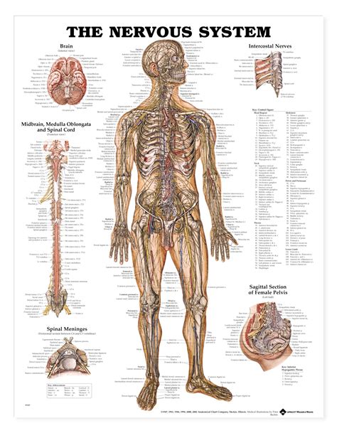 the nervous system diagram labeled - ModernHeal.com