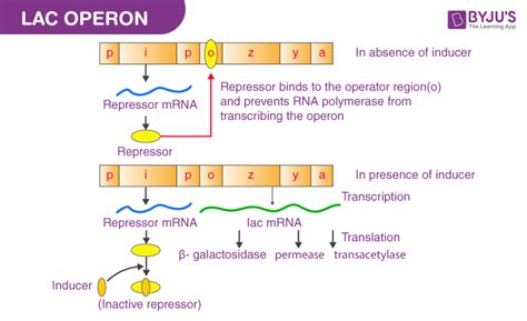 Difference between Operon and Cistron