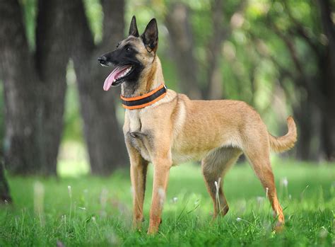 Belgian Malinois | Description, Characteristics, & Facts | Britannica