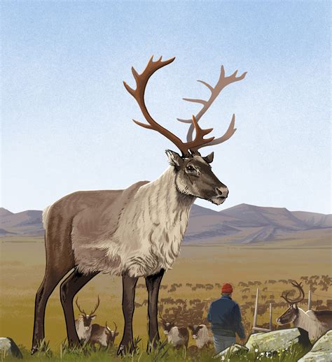 What's the Difference: Reindeer vs. Caribou (U.S. National Park Service)