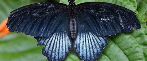 Black Butterfly Meaning, What Does The Black Butterfly Mean?