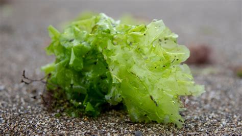 Sea Lettuce Is The Bright Ocean Leafy Green With A Peppery Taste