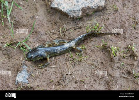 Arizona Tiger Salamander (Ambystoma mavortium nebulosum) from Mesa ...