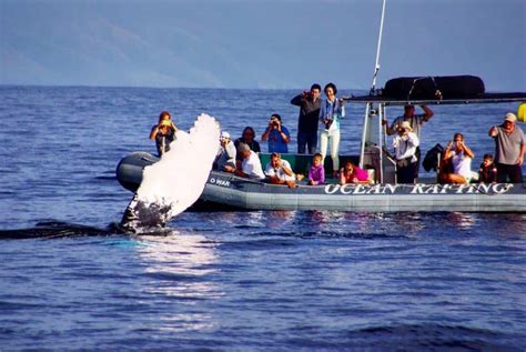 Is Whale Watching in Lahaina Worth It? - Hawaii Ocean Rafting