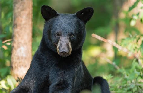 Black Bear Cub Eye Level View | Young Black Bear (Ursus amer… | Flickr