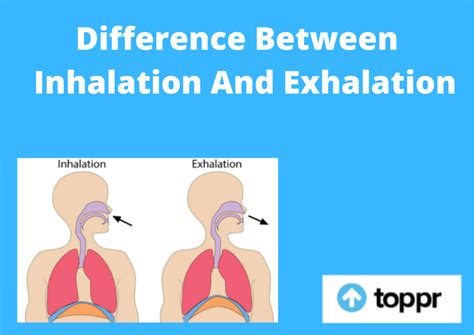 Describe the Process of Inhalation and Exhalation - Sawyer-has-Harris