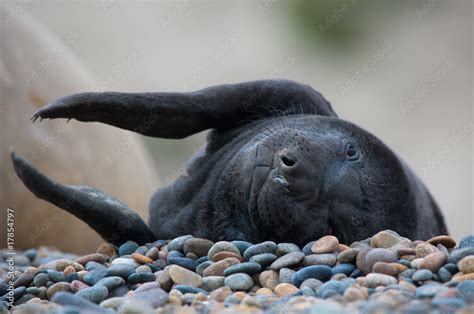 Cute baby seal clapping its hands Stock Photo | Adobe Stock