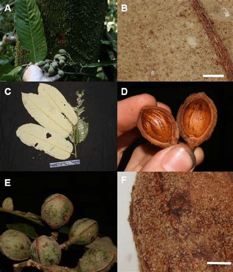 9 Virola elongata: A) Leaves, infructescence and bark. B) Adaxial leaf ...