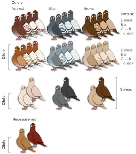 colour pigeons | Pet pigeon, Pigeon loft, Pigeon breeds