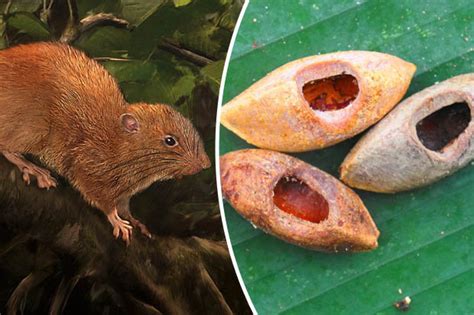 Giant rat found: Rodent so big it can crack COCONUTS with teeth | Daily ...