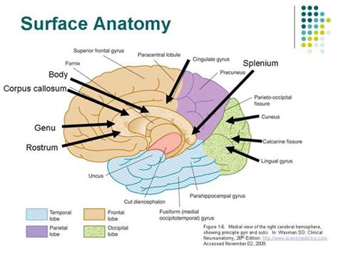 corpus callosum rostrum genu body splenium | Corpus callosum, Anatomy ...