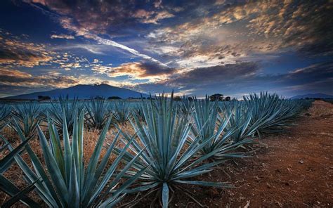 Tequila, Jalisco, Patrimonio Mundial de la Humanidad - México ...