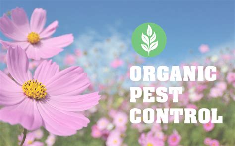 Organic Pesticides: Because You Don’t Have to Choose Between a Healthy ...