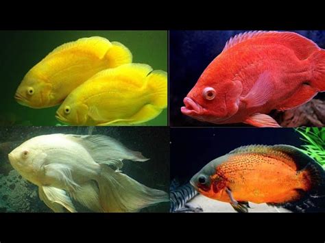 Lemon Oscar Fish