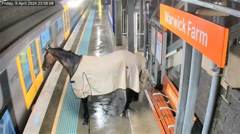 Horse trots into Warwick Farm Station and casually waits for train to ...