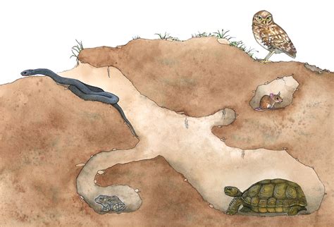 Lucy Conklin Illustration: Gopher Tortoise Burrow