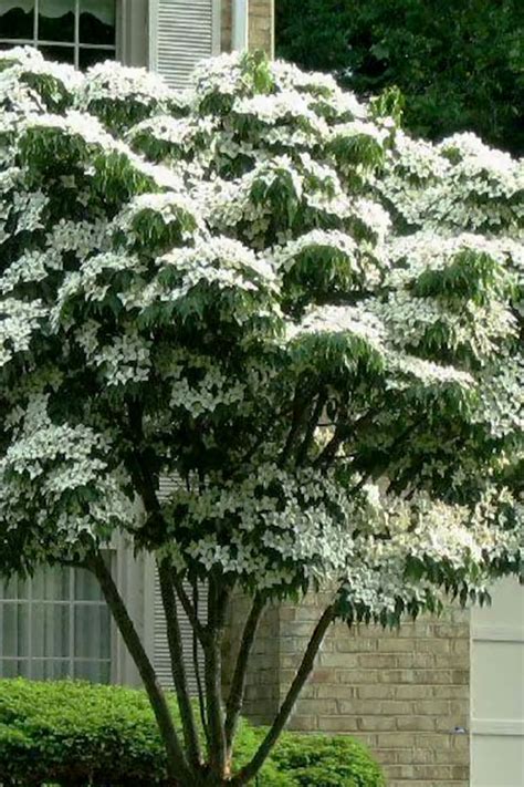 Buy White Kousa Chinese Dogwood Tree (Multi Trunk) | FREE SHIPPING ...