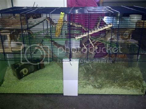 Gerbil Housing Pictures II | The Gerbil Forum