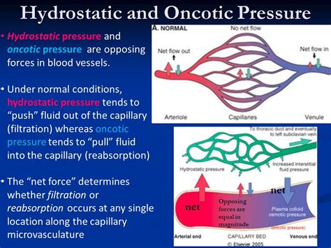 Capillary Hydrostatic Pressure