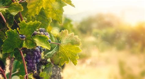 The story of God's vineyard - Living Lutheran