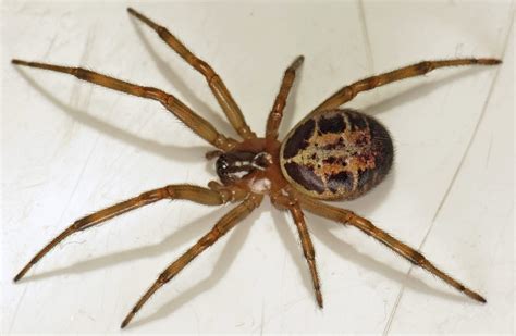 The NHBS Guide to UK Spider Identification