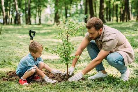 Plant trees and shrubs