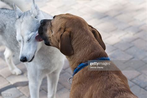 Puppy Love High-Res Stock Photo - Getty Images