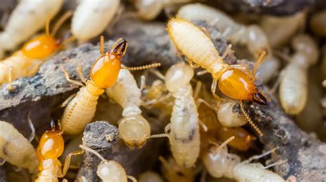 Termite Swarms - Pest Control Technology