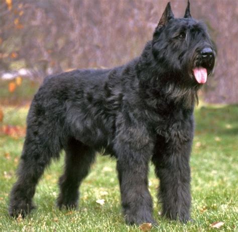 Bouvier des Flandres | Dogs, Bouviers des flandres, Dog breeds