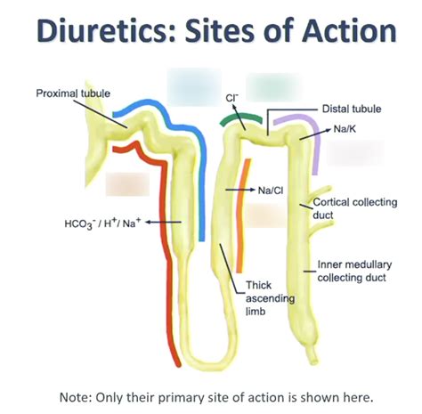 Lecture 1 & 2 Diuretics medicinal chemistry Diagram | Quizlet