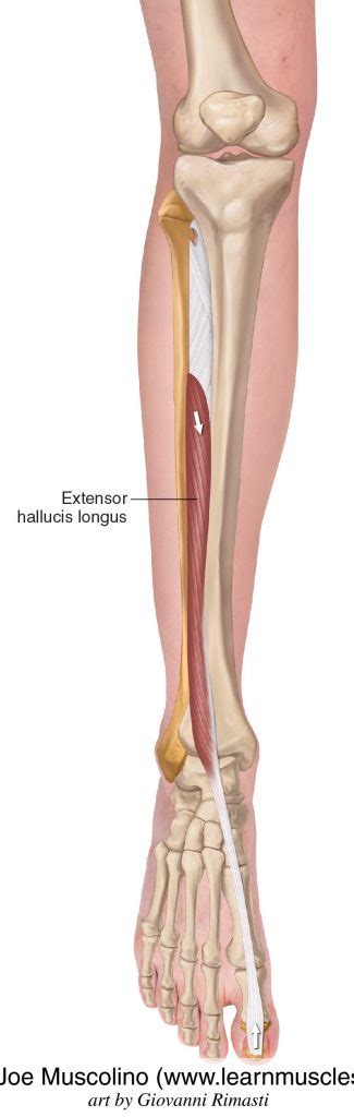 Extensor Hallucis Longus - Learn Muscles