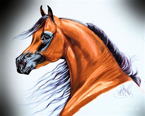 Arabian In Color Pencil Drawing by Cheryl Poland