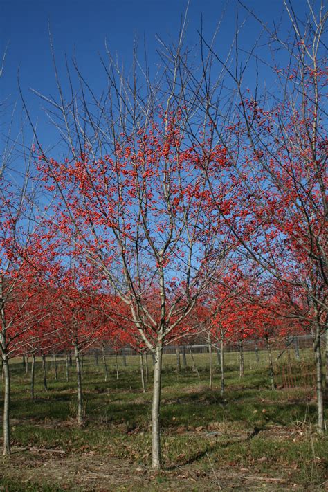 Shade tree - Winter King Hawthorn (Crataegus viridis 'Winter King ...