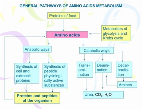 Protein Metabolism - Principles in BioChemistry