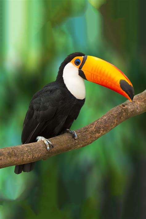 Amazon Rainforest Toucan | RAINFOREST ANIMAL