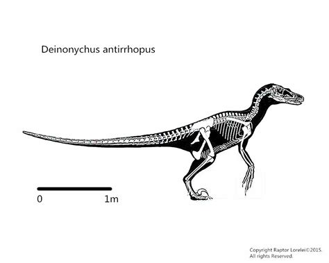 Deinonychus antirrhopus by Mirroraptor on DeviantArt