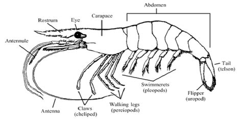 Shellfish information-Shrimp-Anatomy