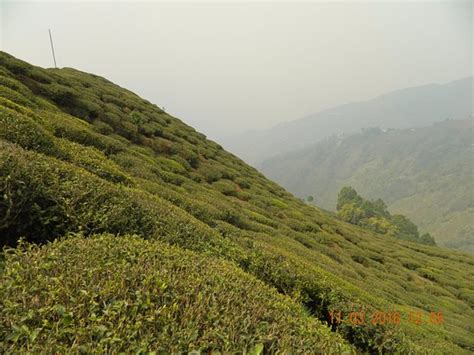 Tea Garden (Darjeeling) - 2021 All You Need to Know BEFORE You Go (with ...