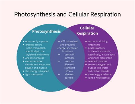 Comparing Photosynthesis And Cellular Respiration Worksheets | The Best ...