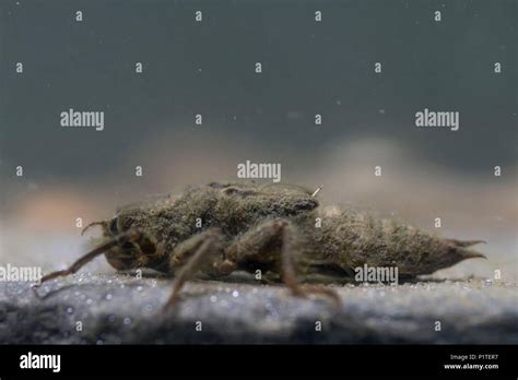 Golden ringed dragonfly larvae Stock Photo - Alamy