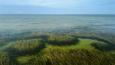 7 Reasons to Protect Seagrass | The Pew Charitable Trusts