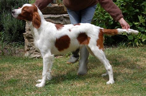 Irish Red and White Setter (IRWS) Info, Puppies, Pictures