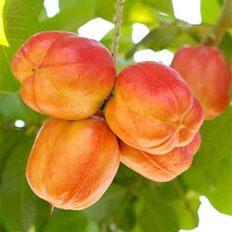 Ackee fruit | Nutrition facts-Ackee fruit | Health benefits